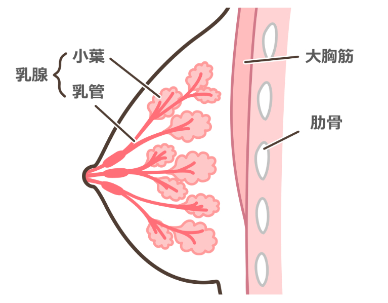 乳管